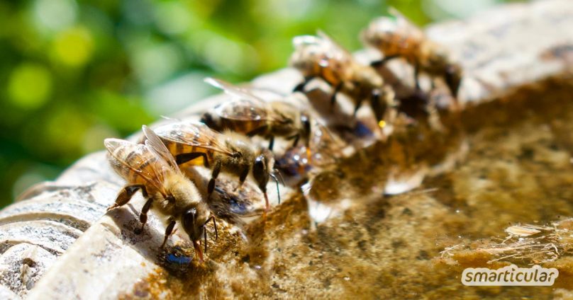 Ein Miniteich auf dem Balkon oder der Terrasse kann im Hochsommer lebenswichtig werden für Vögel, Bienen und andere Insekten. Schon eine flache Schale kann dafür ausreichen.
