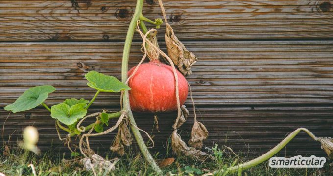 Mit der Natur statt gegen die Natur: Das Grundprinzip der Permakultur lässt sich leicht im eigenen Garten umsetzen. Auch kleine Schritte bringen dich dem eigenen Permakultur-Garten ein Stückchen näher.