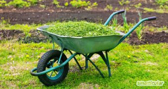 Rasenschnitt landet oft in der Bio-Tonne. Dabei lässt sich das nährstoffreiche Grün noch vielfältig verwerten - 6 praktische Tipps!