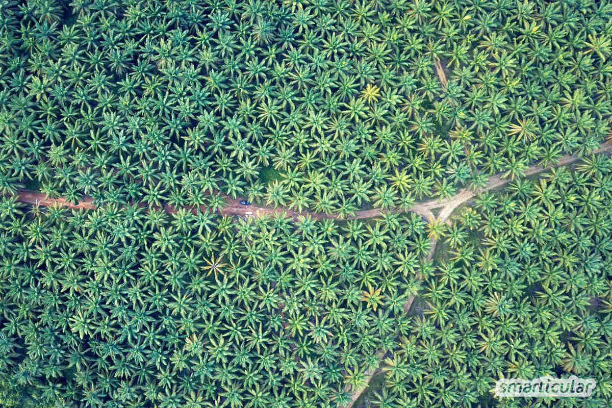 Immer mehr Hersteller wollen auf Palmöl verzichten und verwenden stattdessen Kokosöl in ihren Produkten. Aber ist Kokosöl tatsächlich die bessere Alternative? Hier werden ökologische und gesundheitliche Faktoren überprüft.