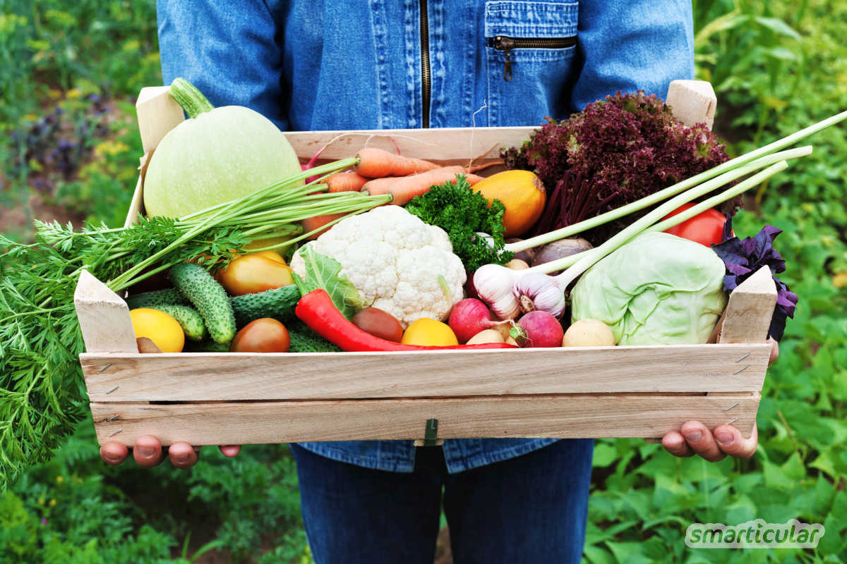 Glyphosat im Essen ist nicht nur unappetitlich, sondern wahrscheinlich auch gesundheitsschädlich. Mit diesen Tipps findest du Lebensmittel, die weniger belastet sind!