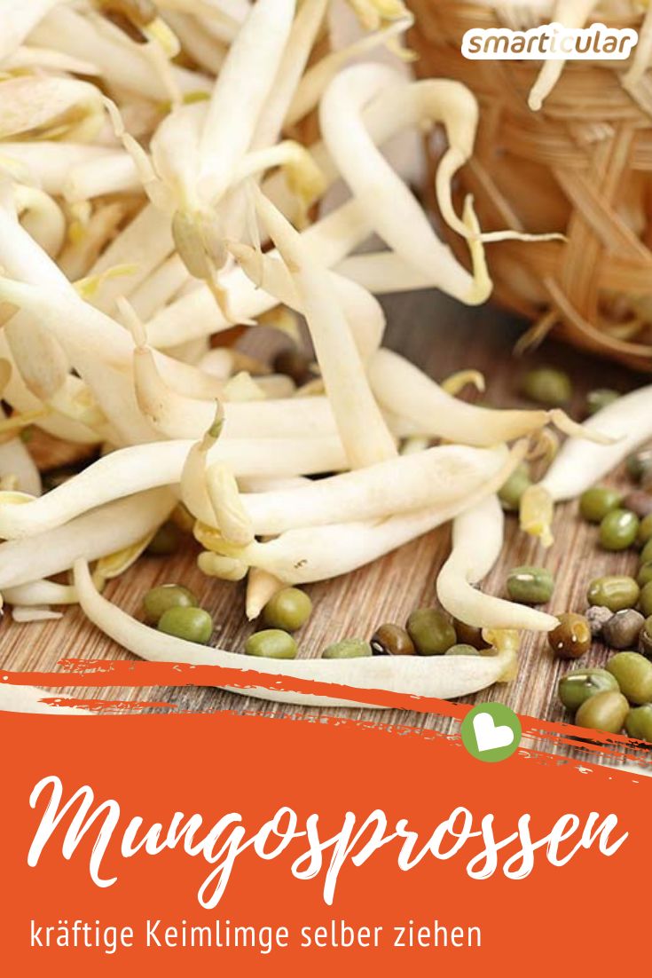 Um besonders kräftige und geschmacksintensive Mungbohnensprossen selbst zu ziehen, helfen diese Tipps. Gesunde Vitamine für den Winter!