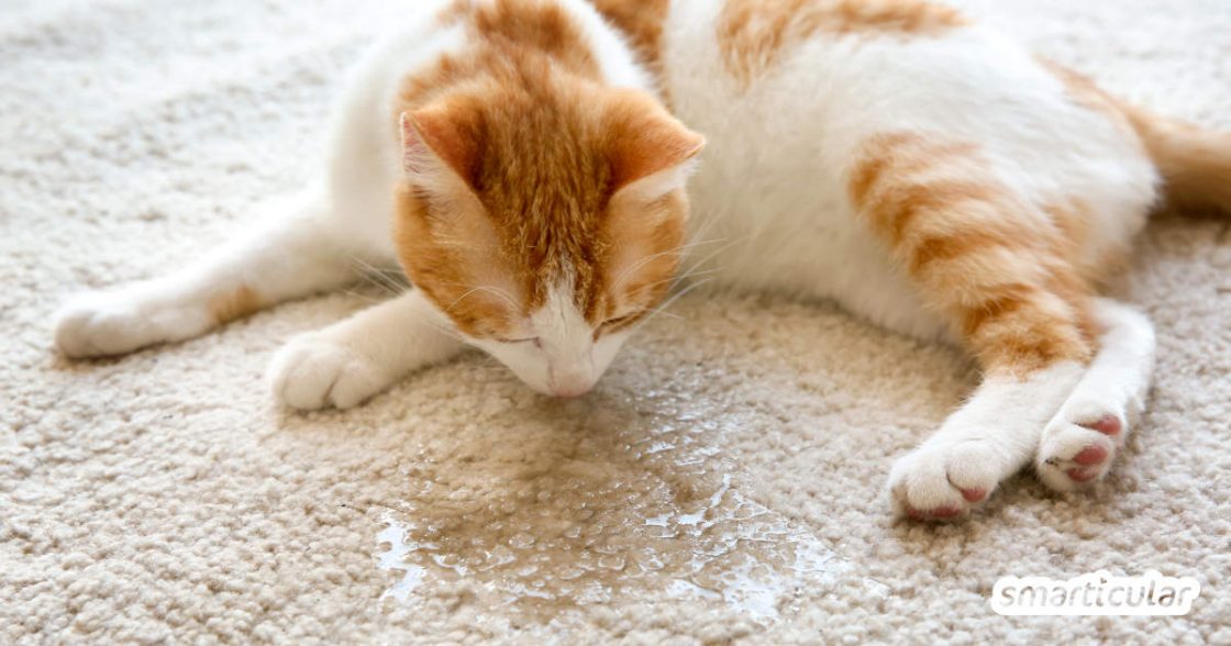Katzenurin entfernen und Geruch vermeiden mit Hausmitteln