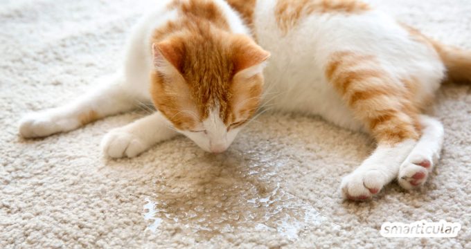 Übelriechender Katzenurin ist hartnäckig und unangenehm. Mit diesen Hausmitteln bekommst du das Problem preiswert und umweltfreundlich in den Griff.