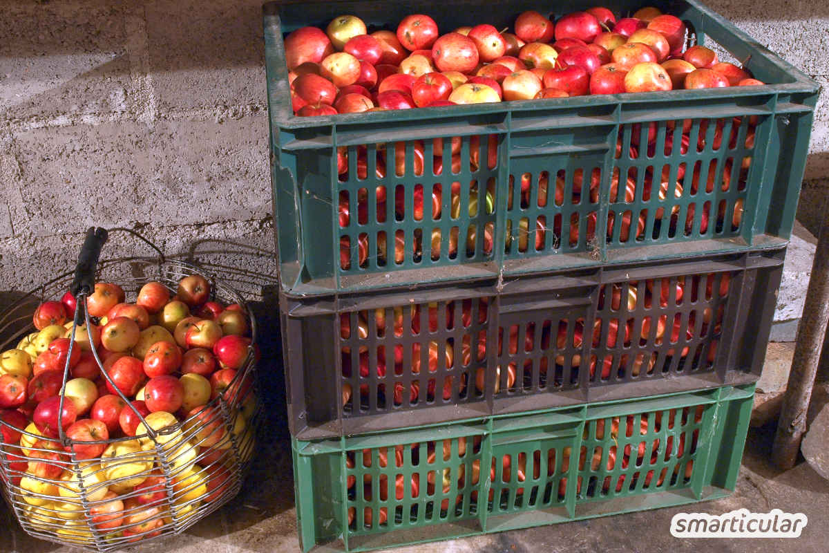 Im Winter liegen deutsche Äpfel im Regal direkt neben neuseeländischen. Aber was ist eigentlich ökologischer: Importfrucht, Lagerobst oder vielleicht doch die Tiefkühlware?