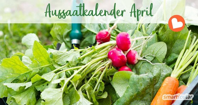Im April können zahlreiche Gemüse, Kräuter und Blumen für die warme Saison vorgezogen werden. Einige robuste Sorten dürfen direkt ins Freiland.