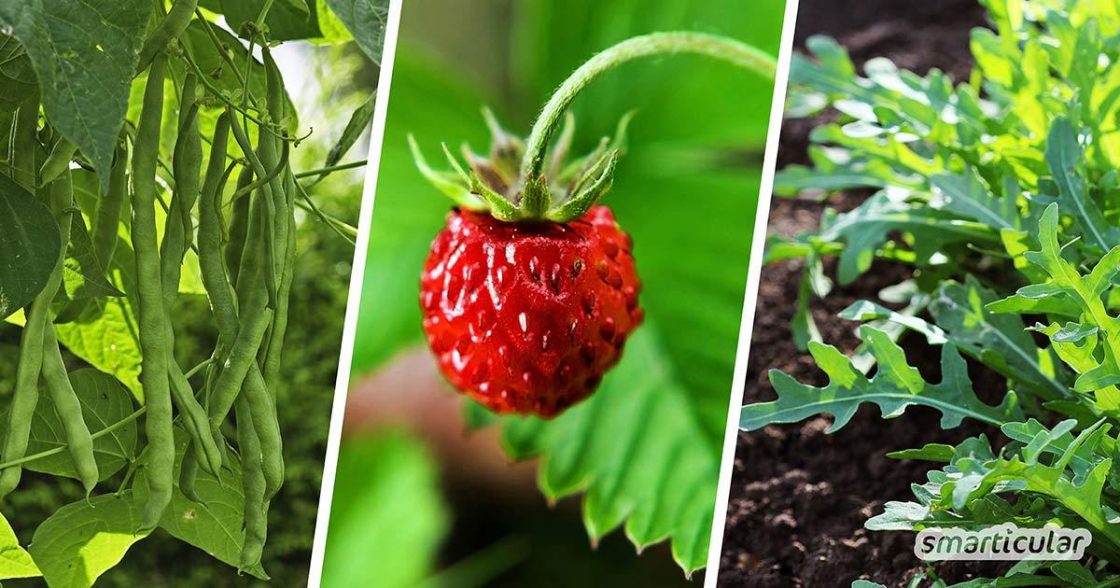 Essbare Pflanzen, die im Schatten wachsen Anbautipps für Garten & Balkon