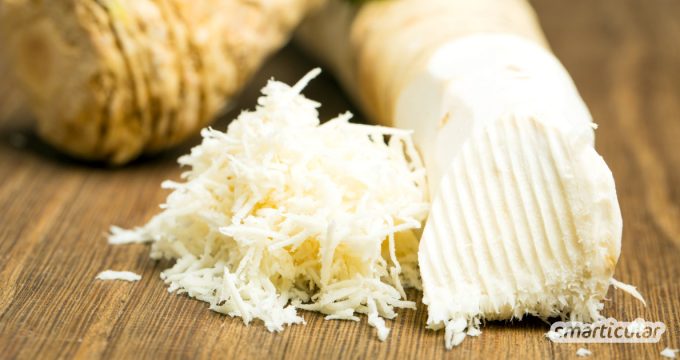 Meerrettich spielt in deiner Küche kaum eine Rolle – schade, denn die scharfe Knolle ist überaus gesund und lässt sich für viele Rezepte und die Hausapotheke verwenden.