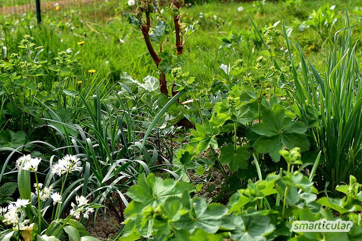 Im (Halb-)Schatten gedeihen mehr Gemüsesorten, als die meisten glauben. Mit ein paar einfachen Tipps kannst du dich auch in einem Schattengarten an einer reichen Ernte erfreuen.