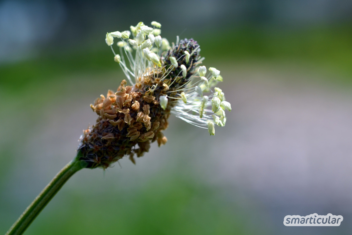 Diese Kräuter eignen sich für selbst gemachten Erkältungstee – du kannst sie schon im Frühling sammeln, dann hast du einen Vorrat für den Winter.