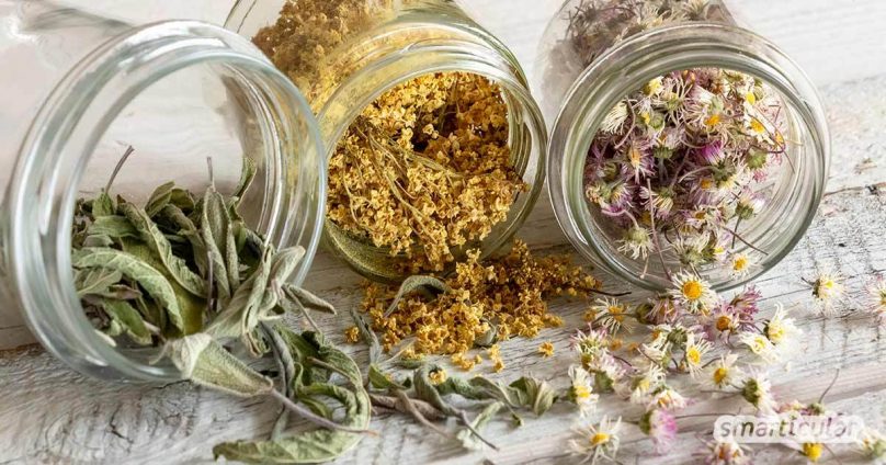 Eine selbst gemachte Teemischung lindert viele Beschwerden. In der Natur findest du dafür viele gesunde (Wild-)Kräuter - oder du ziehst sie selbst.