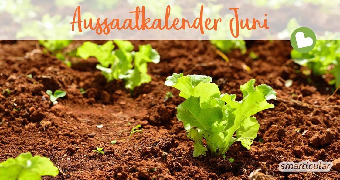 Letscho - Rezept für sommerlich-leichtes Paprikagemüse – smarticular Verlag