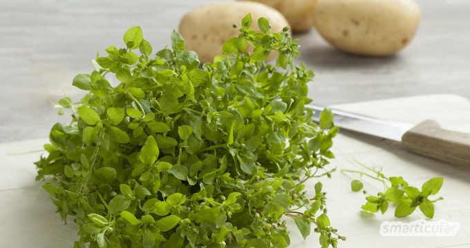 Die Vogelmiere breitet sich zum Ärgernis vieler Gärtner gern großflächig aus. Das vitalstoffreiche Wildkraut kann zu Salat, Pesto und mehr verarbeitet werden, statt es zu bekämpfen.