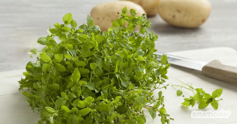 Die Vogelmiere breitet sich zum Ärgernis vieler Gärtner gern großflächig aus. Das vitalstoffreiche Wildkraut kann zu Salat, Pesto und mehr verarbeitet werden, statt es zu bekämpfen.