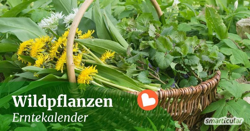Zahlreiche Wildkräuter können über das Jahr gesammelt und vielseitig verwendet werden. Hier findest du einen ganzjährigen Erntekalender für Wildpflanzen.