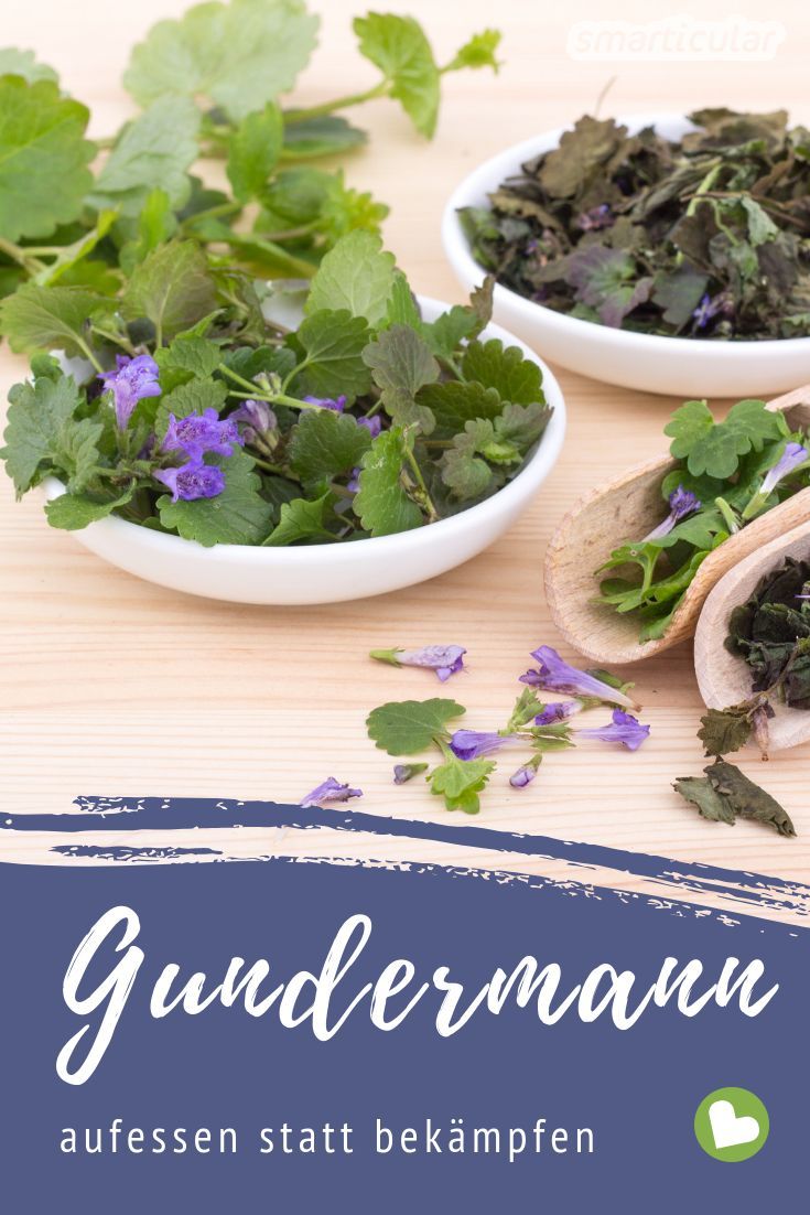 Statt Gundermann immer wieder mühsam aus dem Rasen und den Beeten zu entfernen, kannst du das Wildkraut ruhig wachsen lassen und für die Gesundheit und in der Küche nutzen.