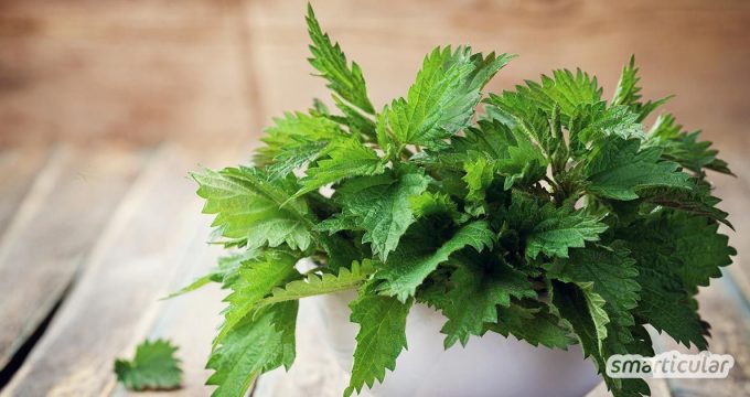 Die Brennnessel-Wirkung ist stark. Das Heilkraut lässt sich vielseitig für die Gesundheit und in köstlichen Rezepten für die Ernährung nutzen.