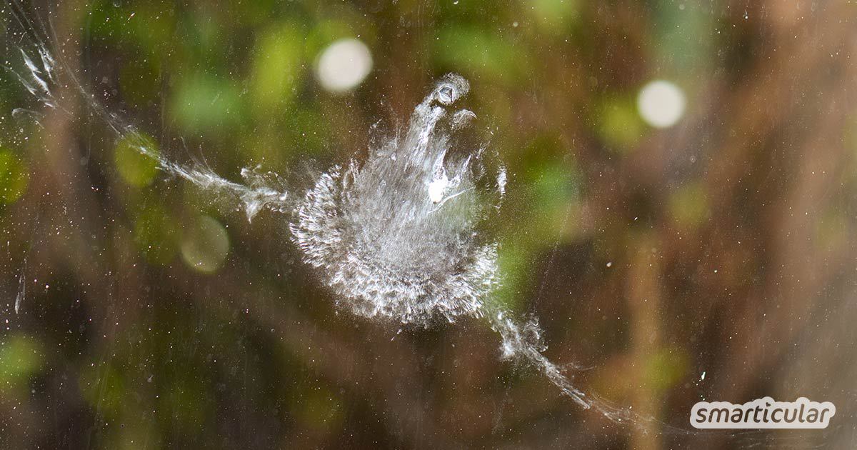 Vogelschlag zu vermeiden, bedeutet, Vögeln das Leben zu retten. Wie du mit einfachen Mitteln verhindern kannst, dass Vögel gegen deine Fenster fliegen, erfährst du hier.