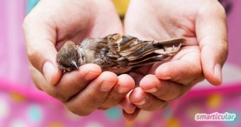 Wenn ein Vogel gegen die Fensterscheibe geflogen ist und benommen da liegt, kannst du ihm sehr einfach helfen, sich zu erholen.