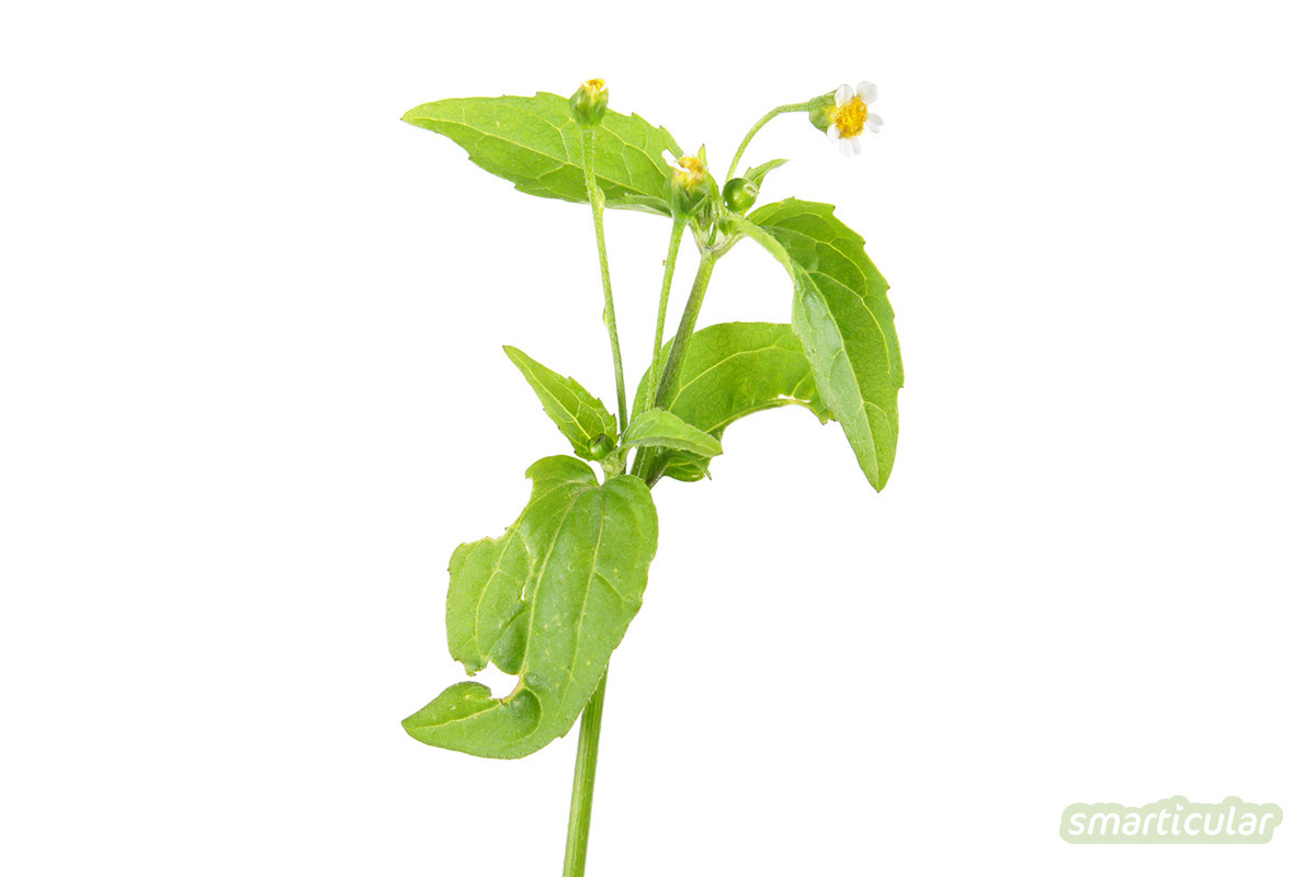 Das Franzosenkraut, auch kleinblütiges Knopfkraut genannt, wuchert in vielen Gärten. Wer es findet, sollte unbedingt zugreifen und das vitalstoffreiche Kraut zu Smoothie, Pesto und mehr verarbeiten.