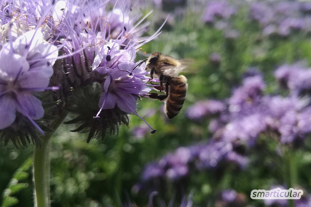 Im August werden viele Beetflächen wieder frei. In unserem Aussaatkalender für August findest du Gemüse, Kräuter und Blumen, die jetzt gesät oder vorgezogen werden können.