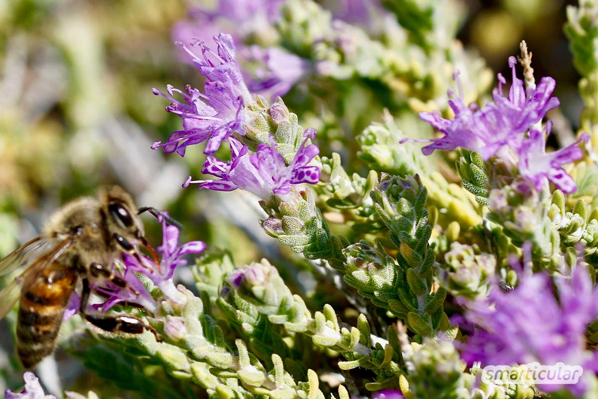 Mach aus deinem Garten oder Beet eine Bienenweide mit bienenfreundlichen Pflanzen! Ringelblumen, Sonnenblumen, Kräuter und Wildblumen bieten reichlich Nektar und Pollen.