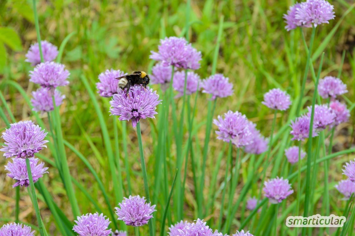 Mach aus deinem Garten oder Beet eine Bienenweide mit bienenfreundlichen Pflanzen! Ringelblumen, Sonnenblumen, Kräuter und Wildblumen bieten reichlich Nektar und Pollen.