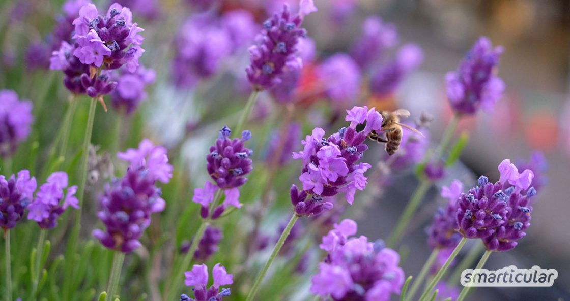 Bienenfreundliche Blumen für deinen Balkon