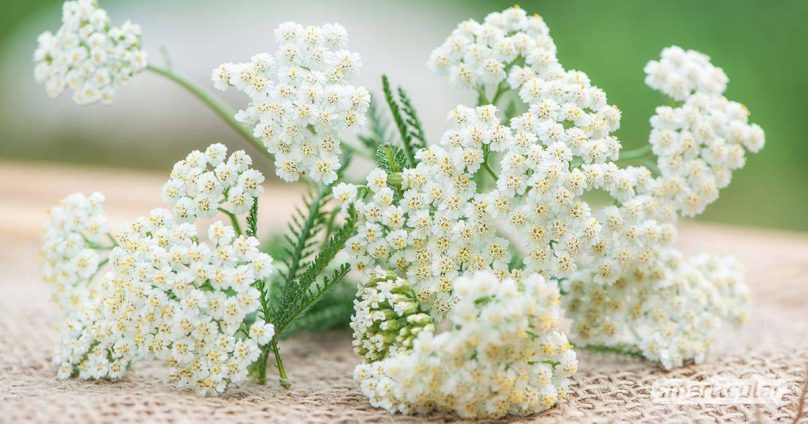 Die Schafgarbe ist eine reiche Quelle gesunder Inhaltsstoffe für innere und äußere Anwendungen. In Kosmetik und als Tee wirkt die Schafgarbe durchblutungsfördernd, entzündungshemmend und krampflösend.