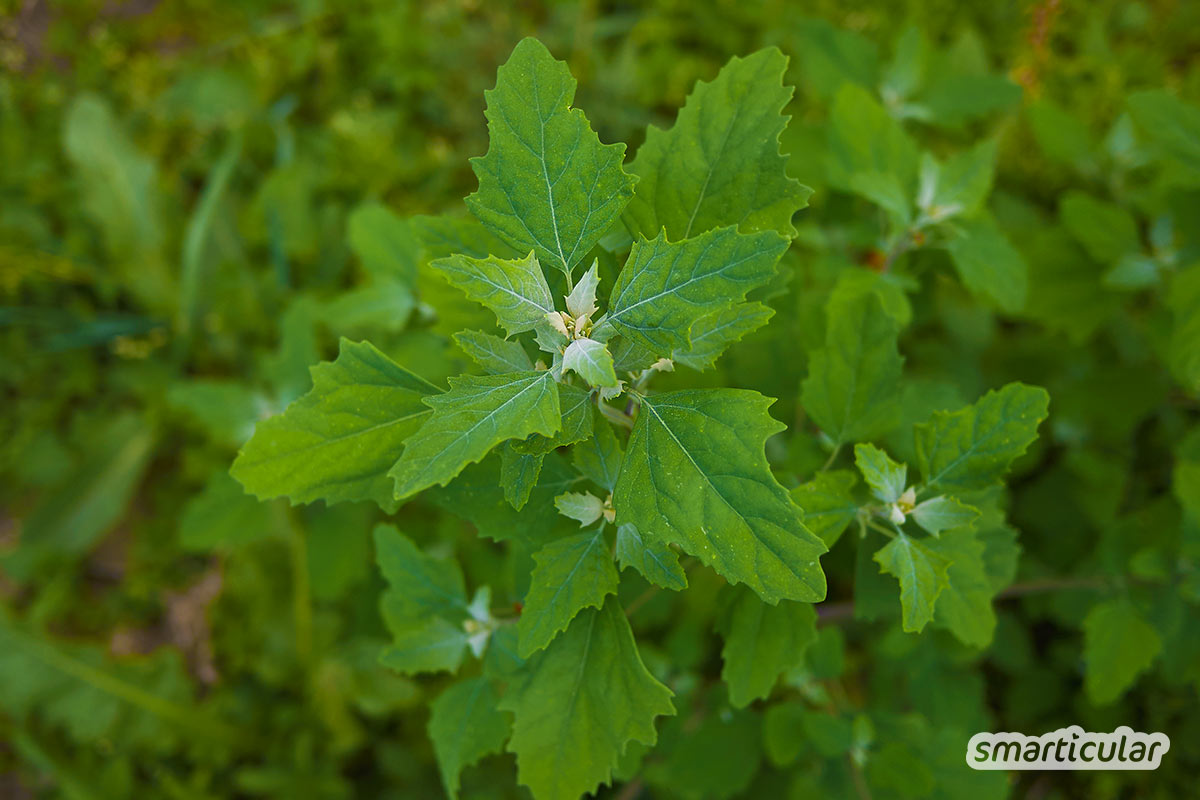 Der Weiße Gänsefuß ist so weit verbreitet, das man ihn in nahezu jedem Garten findet. Mit den folgenden Tipps und Rezepten wird aus dem vermeintlichen “Unkraut” eine gesunde Küchenzutat.