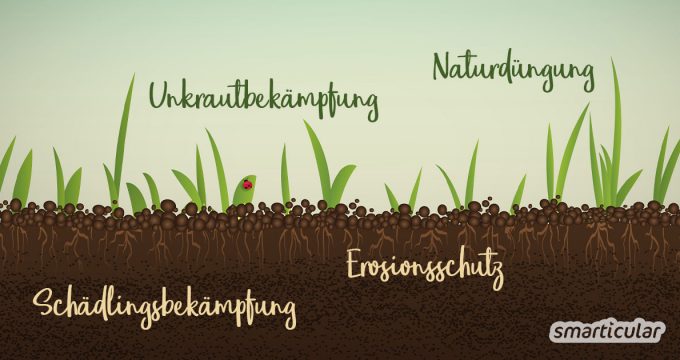 Eine Gründüngung schützt und verbessert den Boden und reichert ihn mit Nährstoffen an. Hier erfährst du, welche Vorteile Gründüngung im Biogarten hat und wie du sie Schritt für Schritt umsetzen kannst.