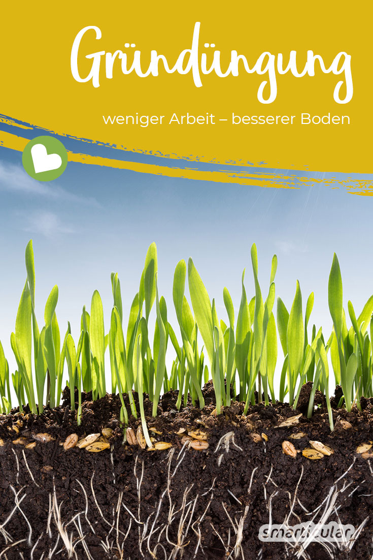 Eine Gründüngung schützt und verbessert den Boden und reichert ihn mit Nährstoffen an. Hier erfährst du, welche Vorteile Gründüngung im Biogarten hat und wie du sie Schritt für Schritt umsetzen kannst.