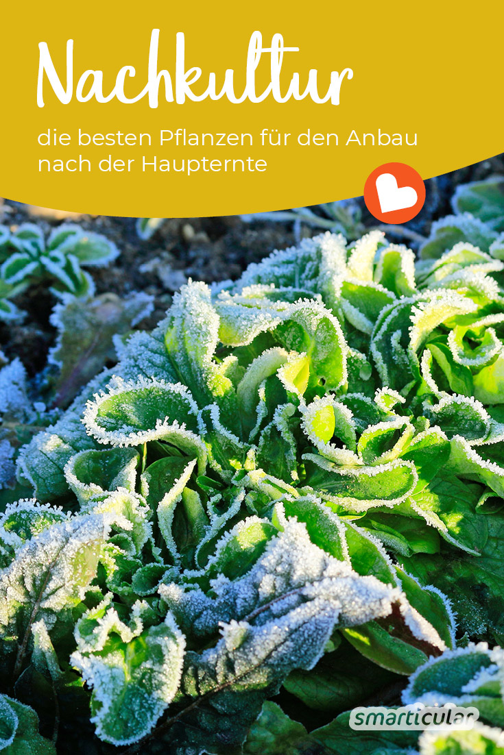 Wenn die Haupternte eingeholt ist, können die Beetflächen mit einer Nachkultur bepflanzt werden, um sie optimal zu nutzen. Viele Gemüsesorten gedeihen auch noch im Herbst und Winter.