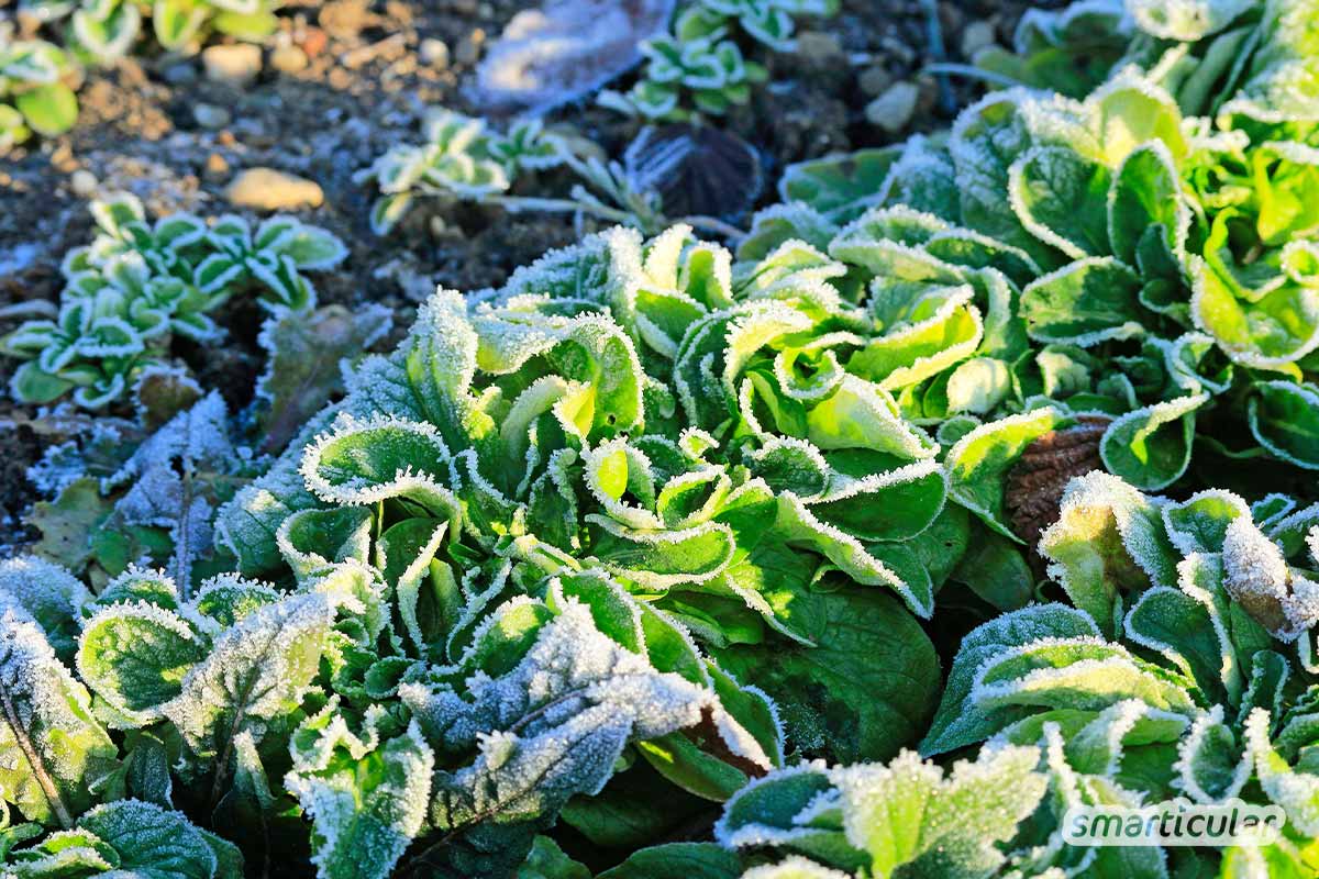 Wenn die Haupternte eingeholt ist, können die Beetflächen mit einer Nachkultur bepflanzt werden, um sie optimal zu nutzen. Viele Gemüsesorten gedeihen auch noch im Herbst und Winter.
