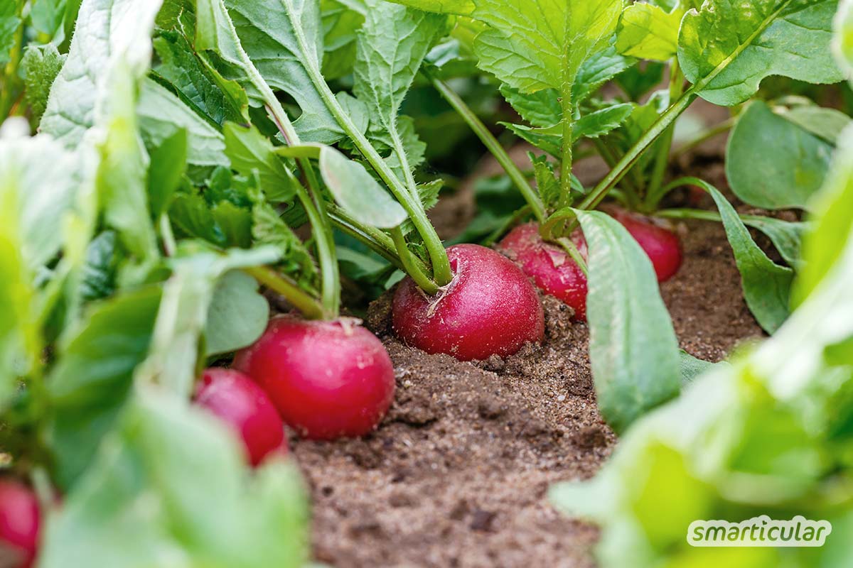 Wenn die Haupternte eingeholt ist, können die Beetflächen mit einer Nachkultur bepflanzt werden, um sie optimal zu nutzen. Viele Gemüsesorten gedeihen auch noch im Herbst und Winter.