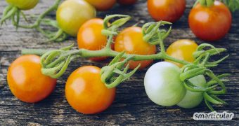 Grüne Tomaten nachreifen zu lassen, ist gar nicht schwer. Mit diesen Tipps verwandeln sich im Herbst die grünen Reste in rote, köstliche Tomaten.