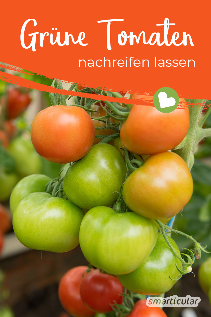 Grüne Tomaten nachreifen zu lassen, ist gar nicht schwer. Mit diesen Tipps verwandeln sich im Herbst die grünen Reste in rote, köstliche Tomaten.