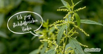 Statt aufwendig den pH-Wert der Gartenerde zu messen, kannst du einfach nach Zeigerpflanzen Ausschau halten. Sie verraten dir, ob der Boden lehmig, nährstoffreich oder sauer ist.