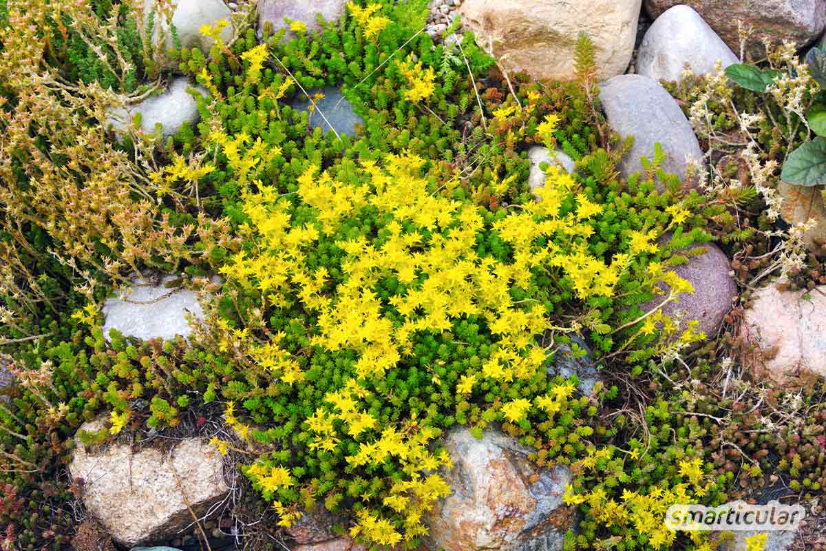 Statt aufwendig den pH-Wert der Gartenerde zu messen, kannst du einfach nach Zeigerpflanzen Ausschau halten. Sie verraten dir, ob der Boden lehmig, nährstoffreich oder sauer ist.