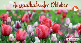 Im Oktober ist vor allem Erntezeit, aber auch der Aussaatkalender hat noch einiges zu bieten. Um sich im neuen Jahr an Frühblühern zu erfreuen, können jetzt die Blumenzwiebeln gesteckt werden.