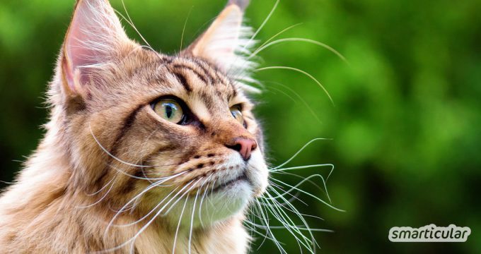 Herkömmliche Produkte für Katzen sind alles andere als nachhaltig. Mit diesen Alternativen lebt dein Stubentiger umweltfreundlicher und gesünder.