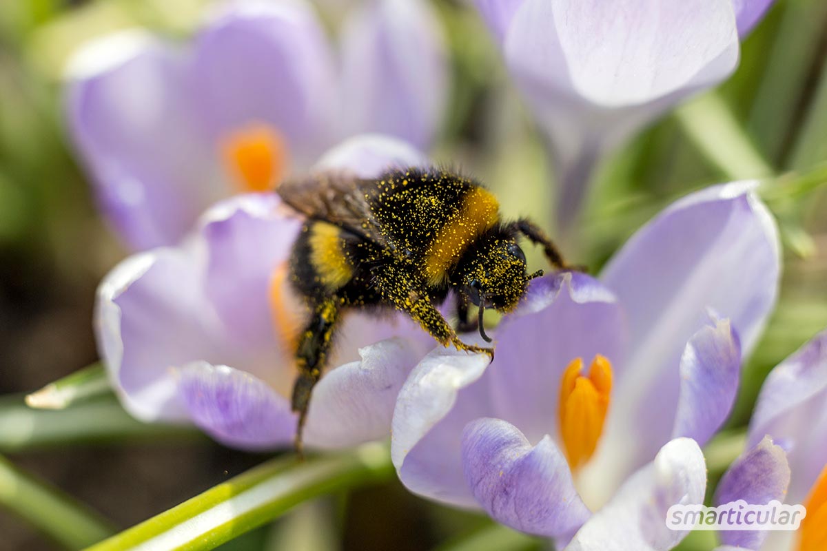Im November wird es im Garten ruhiger. Trotzdem ist der Aussaatkalender auch jetzt nicht leer, und man kann für eine bunte Blumenpracht sowie eine frühere Ernte im neuen Gartenjahr sorgen.