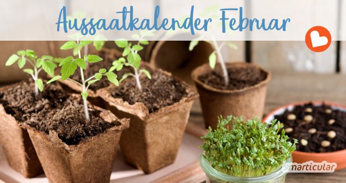 Im Februar können zahlreiche Gemüsesorten bereits vorgezogen werden. Und auch im Freiland darf die eine oder andere Saat schon jetzt direkt ins Beet.