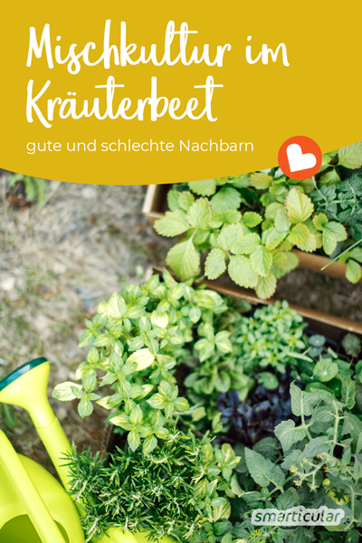 Welche Kräuter kann man nebeneinander pflanzen und welche besser nicht? Hier findest du gute und schlechte Nachbarn im Kräuterbeet.