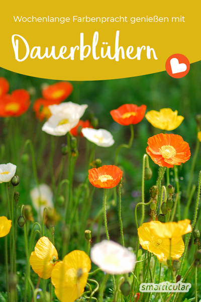 Langblühende Stauden erfreuen uns mit ihrer Farbenpracht vom Frühling bis zum ersten Frost. Hier findest du die schönsten Dauerblüher für Garten und Balkon.