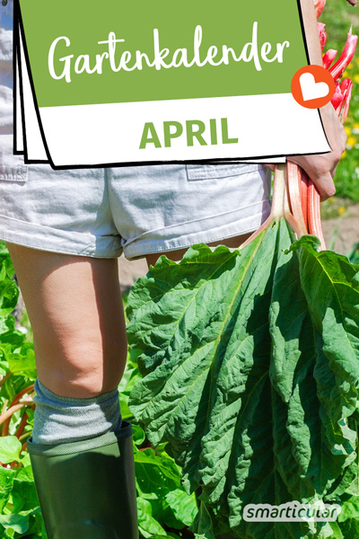 Der Gartenkalender April gibt Tipps, welche Arbeiten anstehen. Jetzt können das Hochbeet vorbereitet, Rhabarber geerntet und Rasenmäher und Grill bereit gestellt werden.