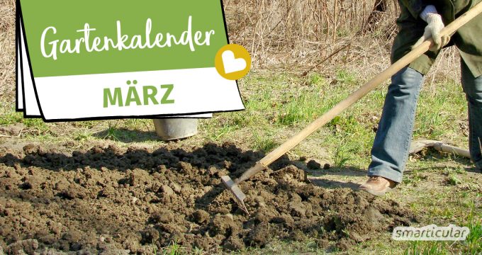 Der Gartenkalender März gibt Tipps, welche Arbeiten anstehen. Jetzt können Pflanzen vorgezogen oder ins Freiland ausgesät, das Gemüsebeet vorbereitet und die Gartenmöbel aufgefrischt werden.