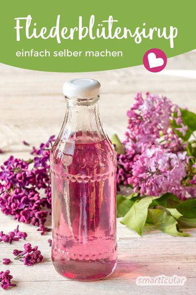 Fliederblüten verströmen einen betörenden Duft. Mit diesem Rezept für Fliederblütensirup lassen sich die feinen Aromen und das Farbenspiel konservieren.