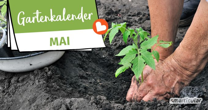 Der Gartenkalender Mai gibt Tipps, welche Arbeiten anstehen. Jetzt wird gesät und gepflanzt und die Erdbeeren sind reif. Bald blühen die ersten Sommerblumen!