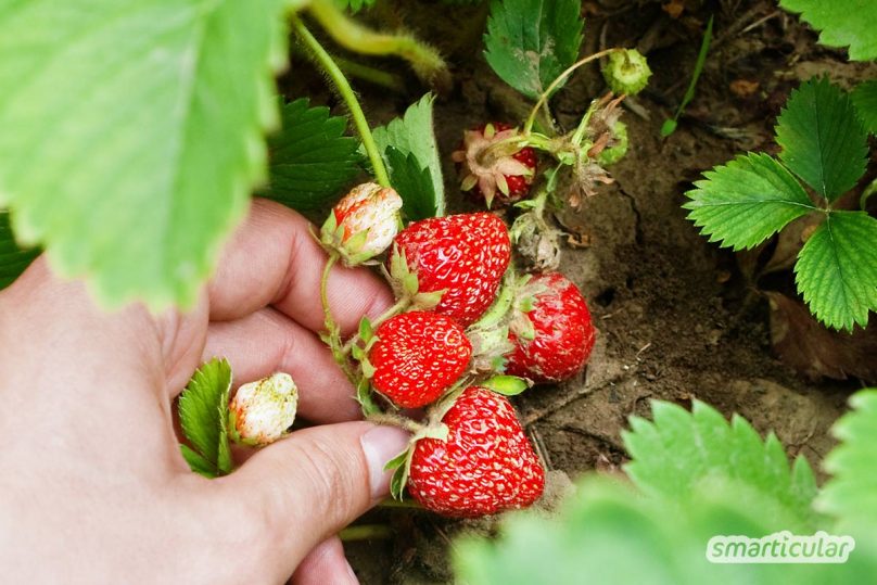 Der Gartenkalender Mai gibt Tipps, welche Arbeiten anstehen. Jetzt wird gesät und gepflanzt und die Erdbeeren sind reif. Bald blühen die ersten Sommerblumen!